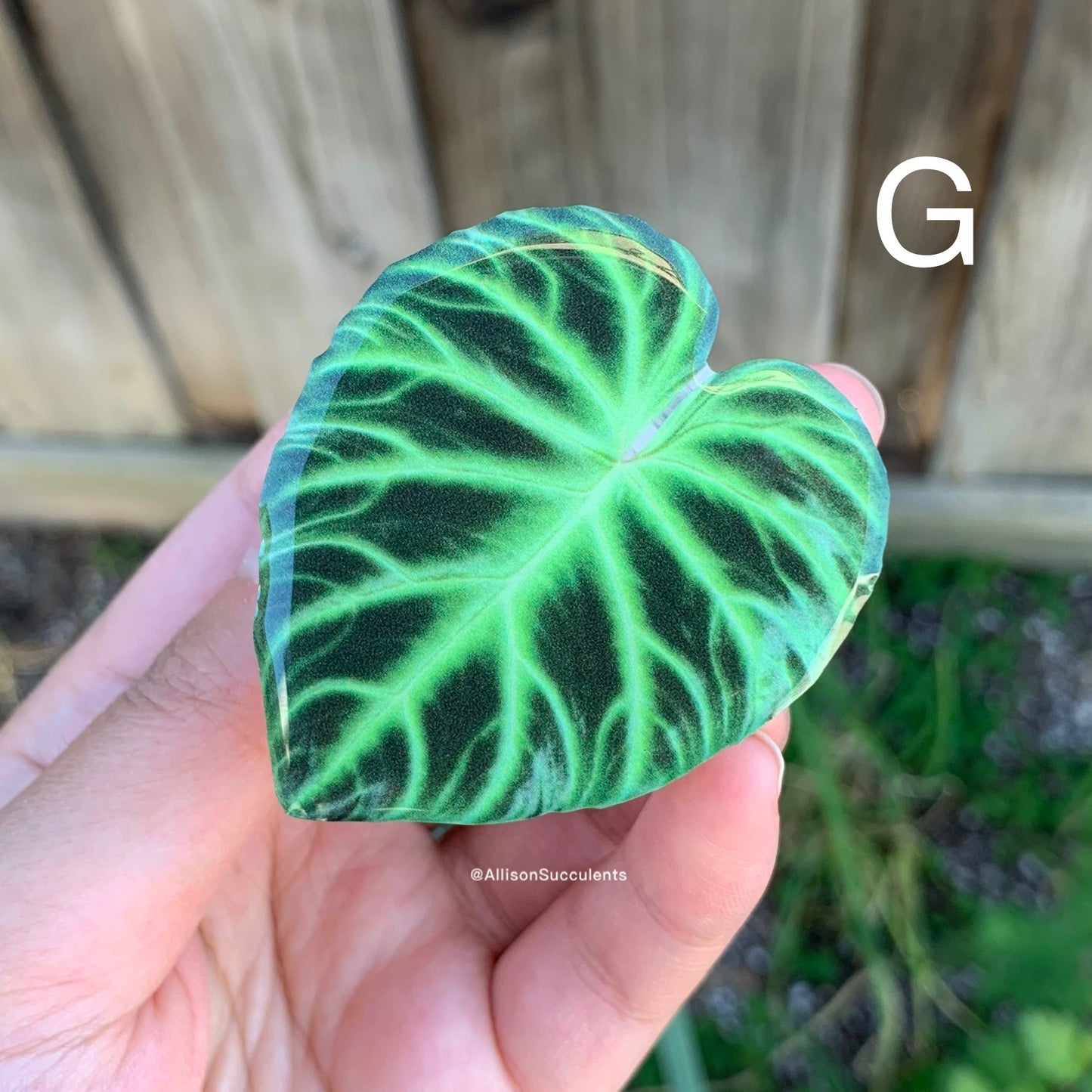 1 pcs Tropical Plant Phone Grip / Realistic leaf Acrylic Switchable Phone stand (sell by code)
