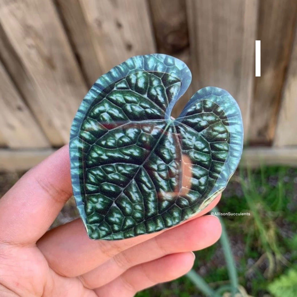 1 pcs Tropical Plant Phone Grip / Realistic leaf Acrylic Switchable Phone stand (sell by code)